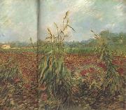 Green Ears of Wheat (nn04)